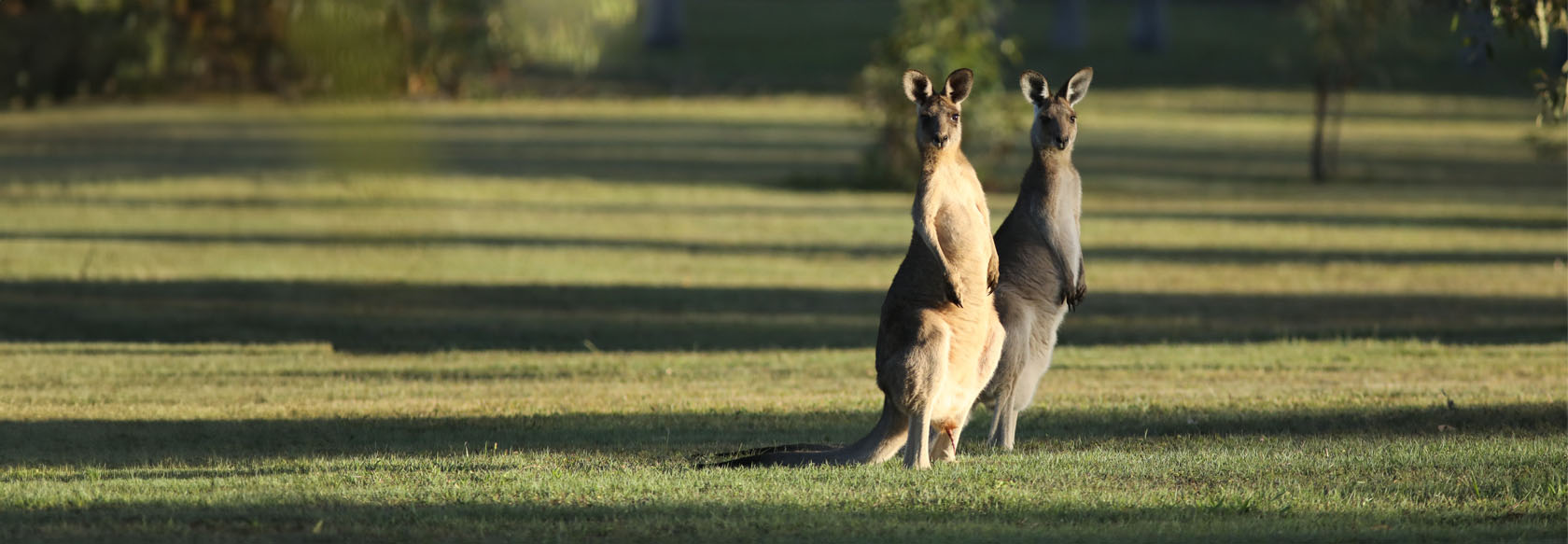 Two kangaroos stand to attention on a grassy field.