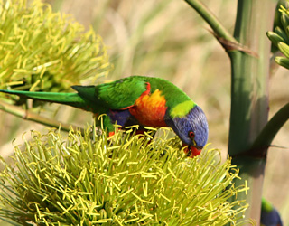 A parrot sitting in a bush.