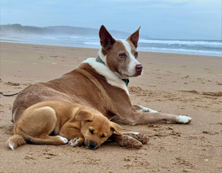 Two dogs sitting on the beach.